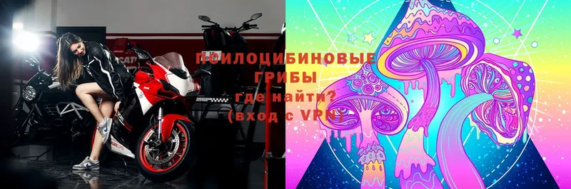 Псилоцибиновые грибы мицелий  Прохладный 